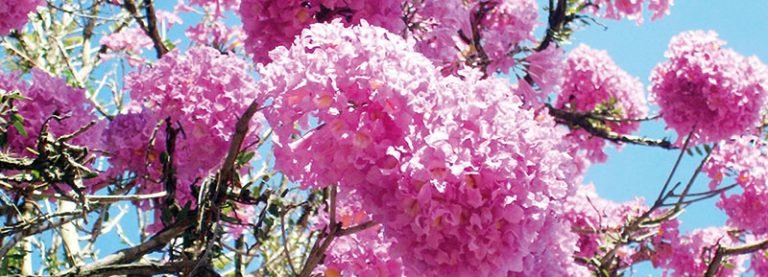 Primavera na cidade promete ser menos quente do que em anos anteriores
