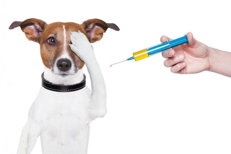 Começa amanhã a vacinação de cães e gatos em todo o município