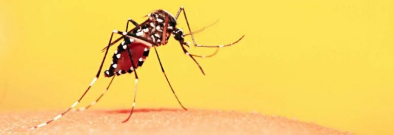Perguntas e respostas sobre febre amarela e infecção
