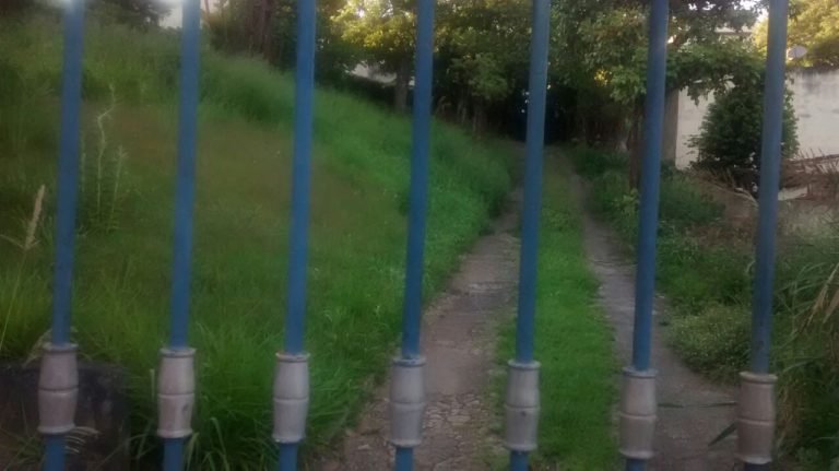 Matagal no centro pode abrigar mosquitos da febre amarela