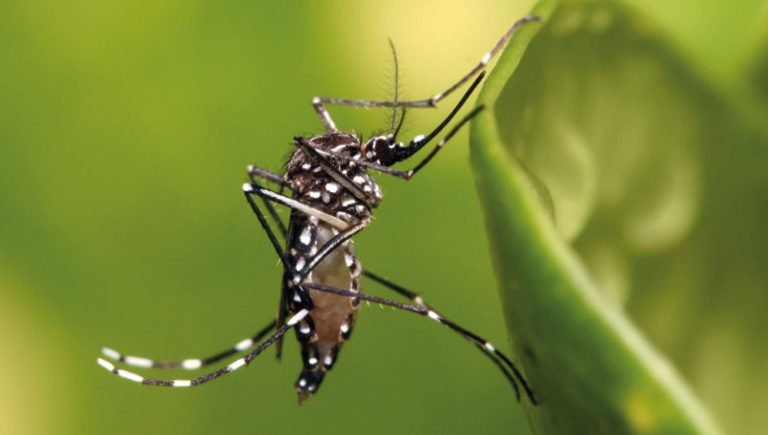 Região tem três cidades sem risco de surto para dengue, zika e chikungunya