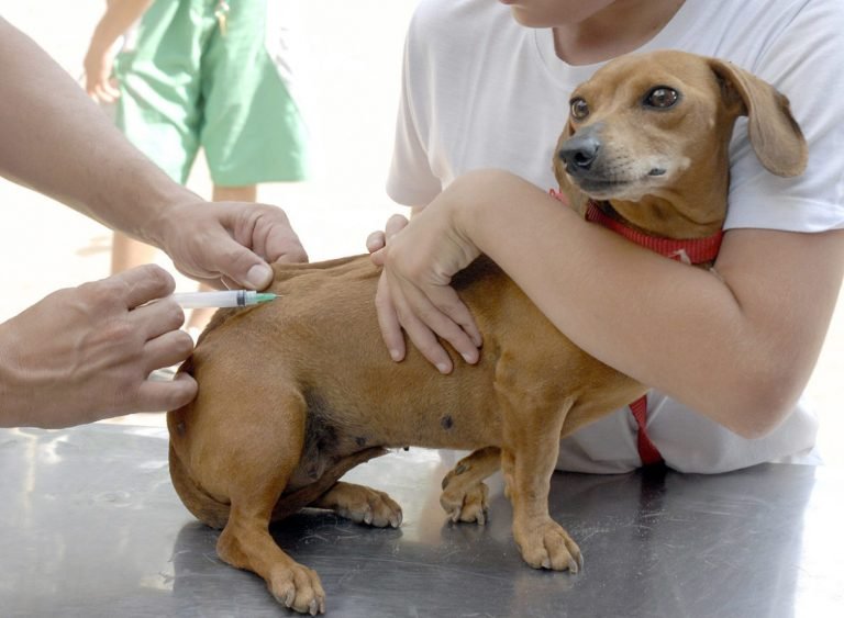 Vacinação de cães e gatos prossegue neste fim de semana
