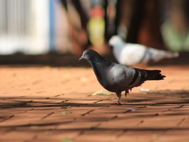 Mairiporã está infestada por pombos