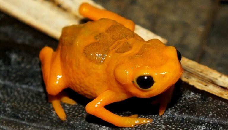 Nova espécie de sapo é descoberta na Mata Atlântica
