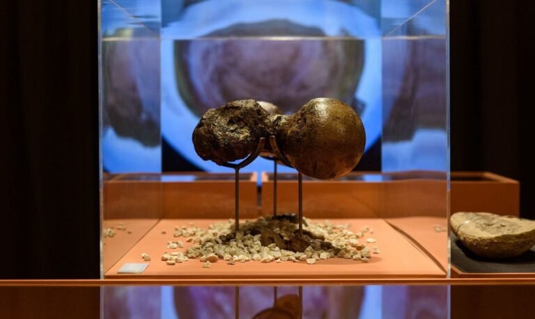 Exposição na Fiesp apresenta o mundo de Charles Darwin
