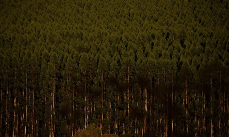 BNDES apoia plantio de 7,4 milhões de árvores em Minas Gerais