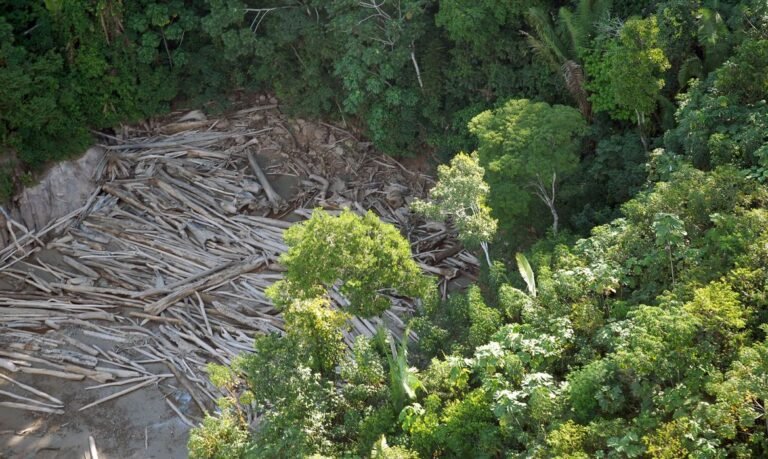 ONU premiará iniciativas para reparação de ecossistemas