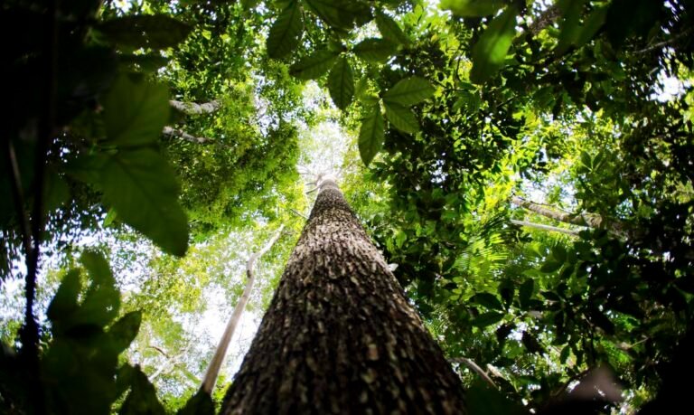 Bioma amazônico tem 30 a 40 mil espécies só de plantas, mostra estudo