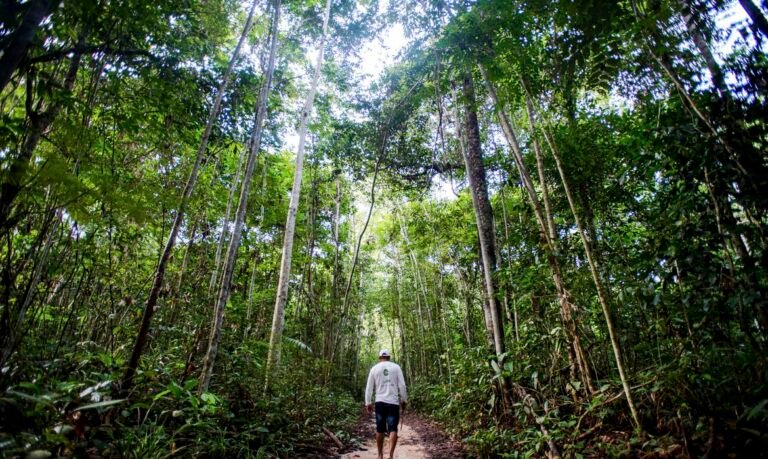 Florestas plantadas no Brasil ocuparam 9,5 milhões de hectares em 2021