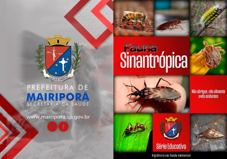 Município registra 10 casos de picadas de escorpiões este ano