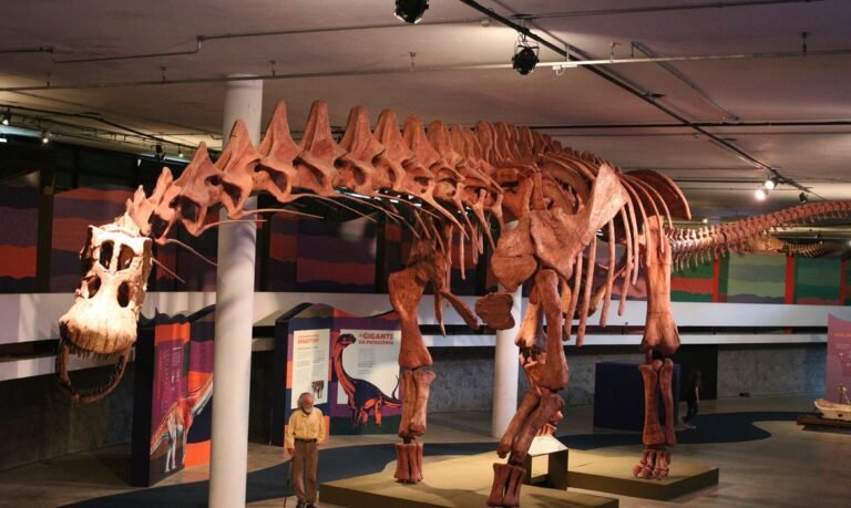 SP: exposição mostra réplica do maior dinossauro do mundo