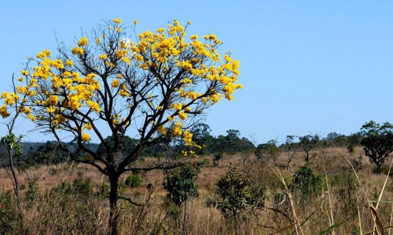 80% do desmatamento no Cerrado de MT foi feito ilegalmente