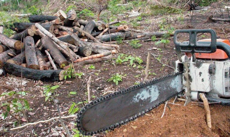 Amazônia e Cerrado batem recorde de alertas de desmatamento