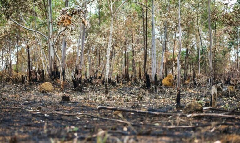 Brasil queimou área equivalente a Colômbia e Chile entre 1985 e 2022