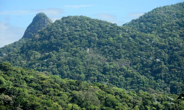 Projeto da Fiocruz vai restaurar área da Mata Atlântica