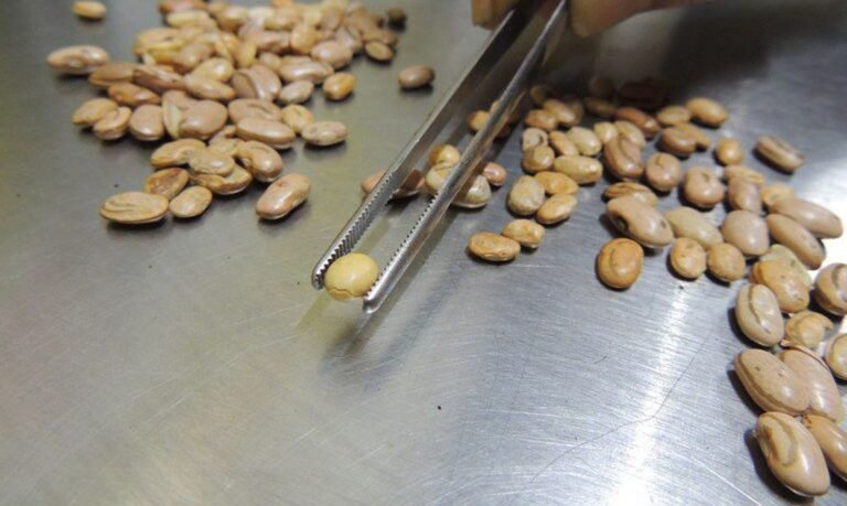 Fiscais apreendem arroz, feijão, café e azeite com irregularidades em redes atacadistas