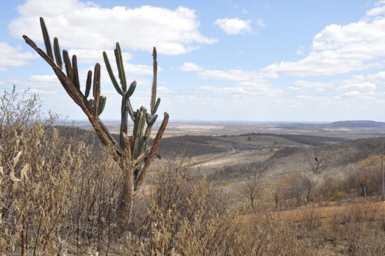 Mudanças climáticas podem gerar perda de espécies na Caatinga