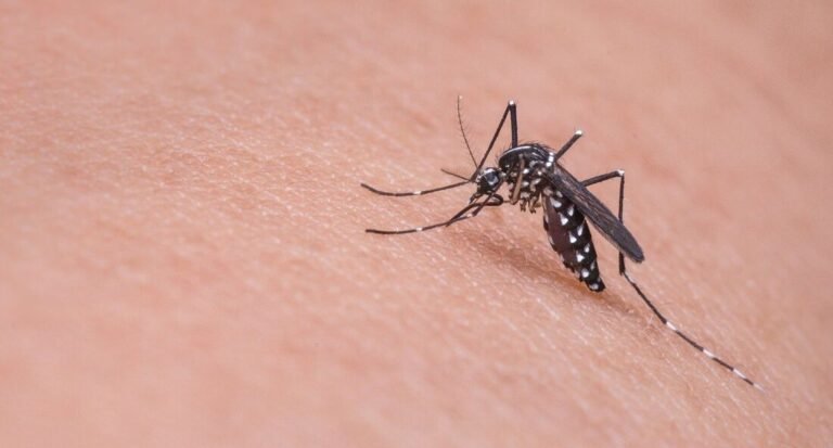 Notificações de zika vírus aumentam no País em relação a 2022