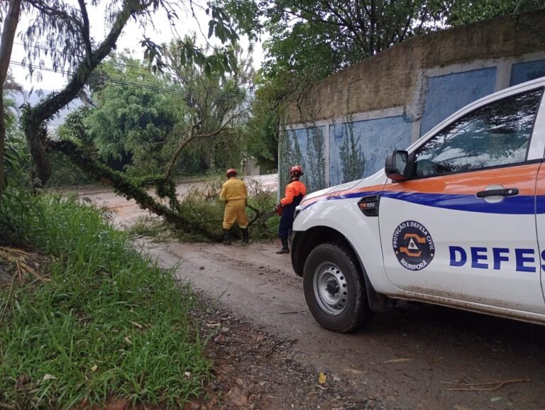 Chuvas torrenciais derrubaram árvores em cinco bairros