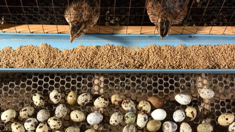 IBGE: Maior rebanho animal de Mairiporã é de codornas