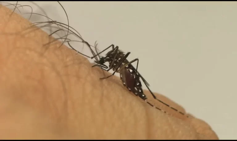 Mobilização para combate ao mosquito da dengue começa segunda-feira