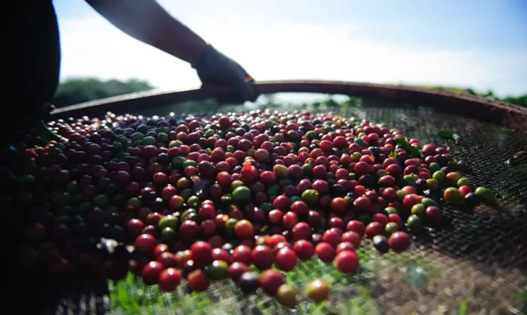 Café produzido em Bragança é premiado pelo Governo do Estado