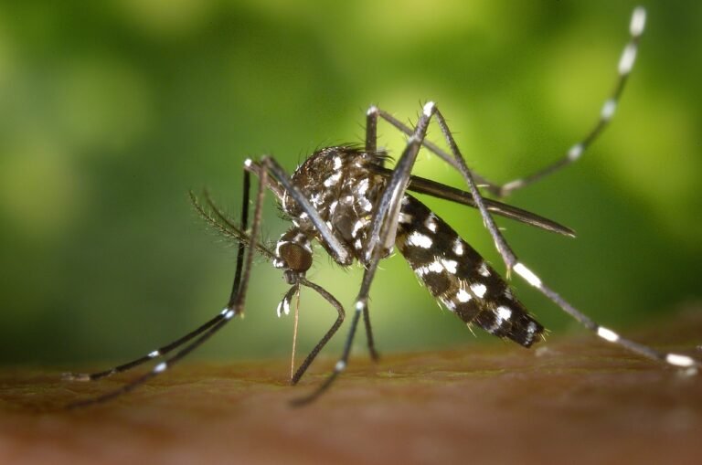 Butantan iniciará teste pré-clínico de vacina contra Zika em 2024