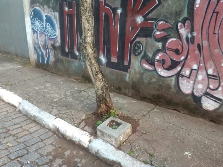 Cidade precisa realizar invetário sobre arborização urbana