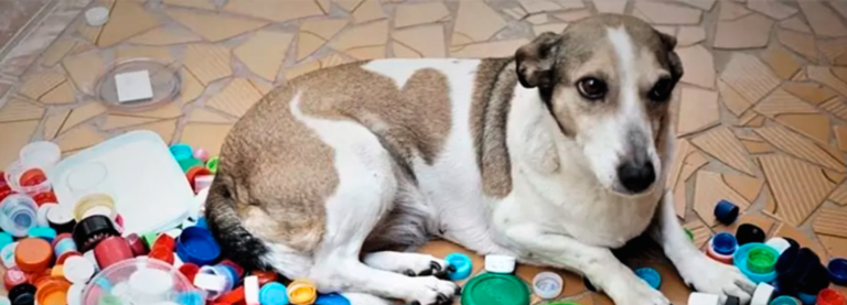 Campanha sustentável vai arrecadar fundos para a Causa Animal
