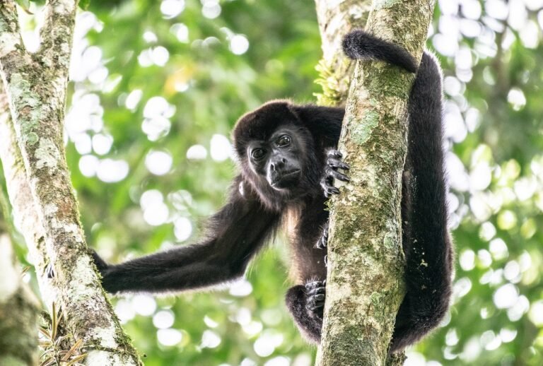 Mais sete macacos bugios são soltos no Parque Nacional da Tijuca 