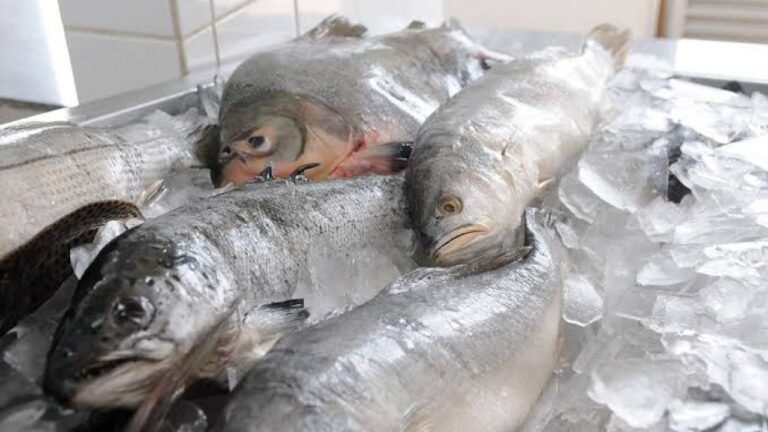 Consumo de peixes e frutos do mar aumentam no período da Quaresma