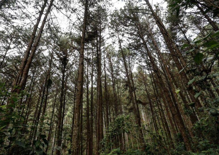 Mata Atlântica e Cerrado registram menor desmatamento em São Paulo