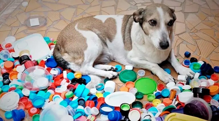 População pet em Mairiporã ultrapassa a marca de 20 mil