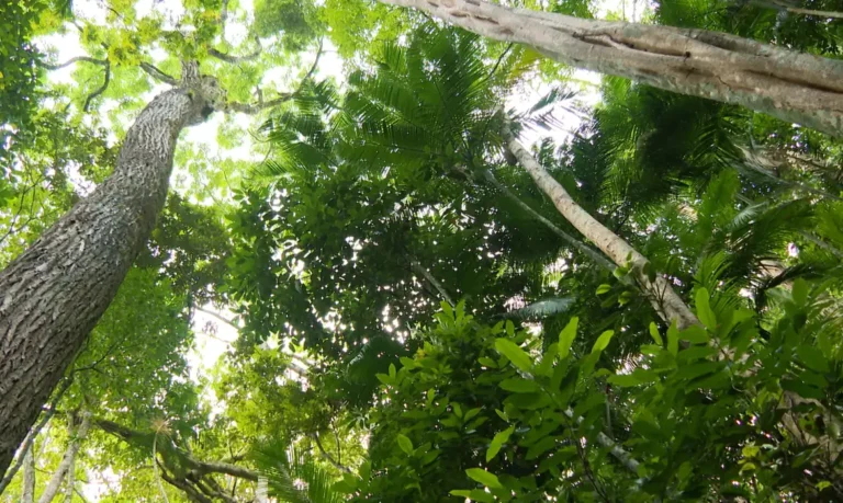 Mata Atlântica preservada vai render mais aos municípios
