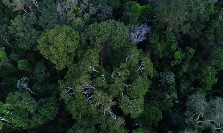 Três entidades escolhidas para recuperar floresta amazônica