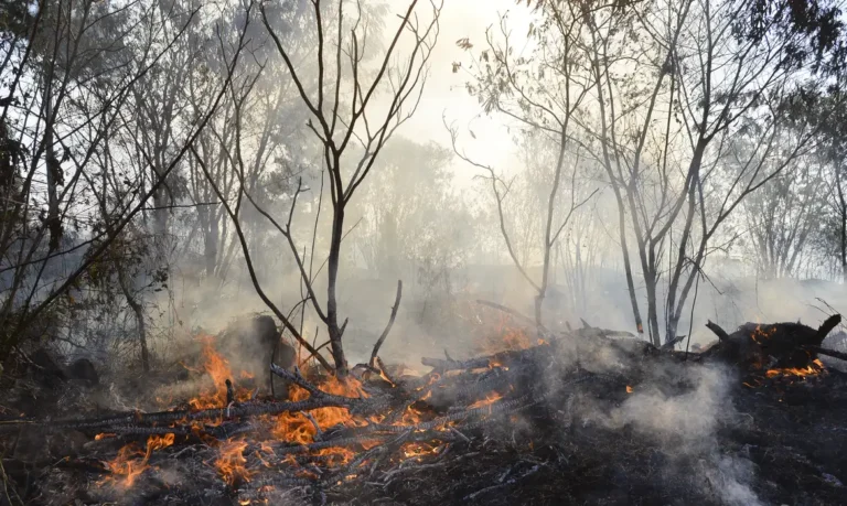 Quase 1/4 do território brasileiro pegou fogo nos últimos 40 anos