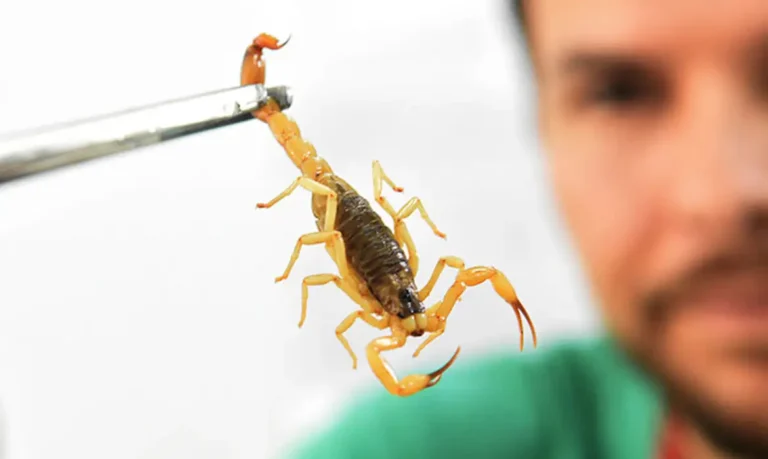 Acidentes com picada de escorpião têm aumento no primeiro semestre