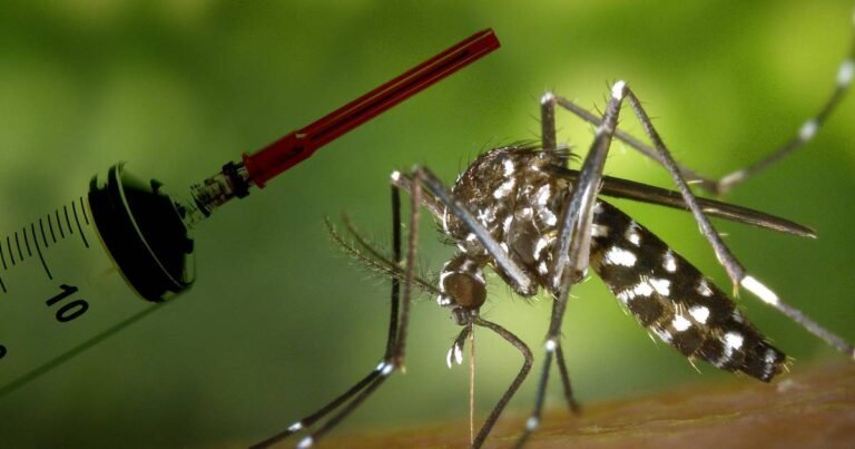 Secretaria da Saúde alerta para prevenção contra a dengue no verão 2026