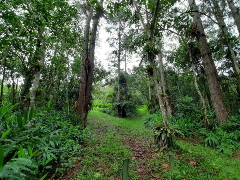 Lançada plataforma para digitalizar licenciamento ambiental